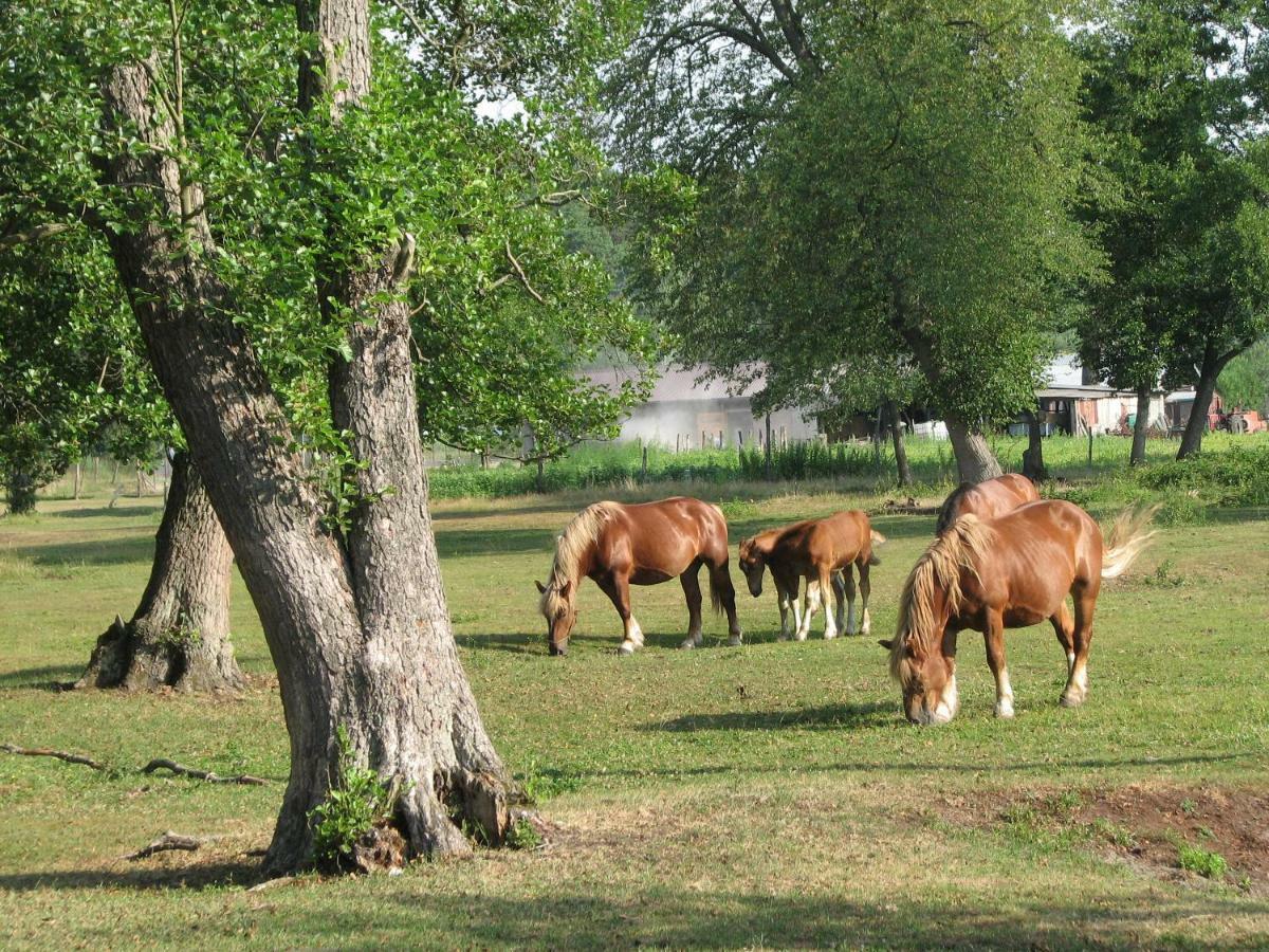 Strefa Kampinos Villa Brochów Екстериор снимка